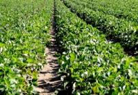 Welcome to The Berry Man, Inc. We are a wholesale produce distributor supplying restaurants, resorts, institutions, caterers and markets from big Sur to Malibu. Located in Santa Barbara and San Luis Obispo the Company is locally Owned by Guy De Mangeon.